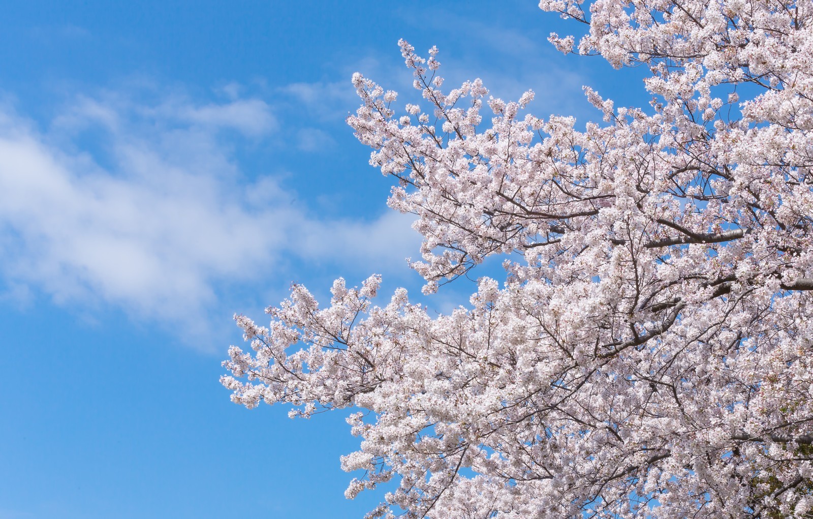 春だ！ 花見だ！ 都道府県別「桜の名所第1位」をチェックしてみよう | Pouch［ポーチ］
