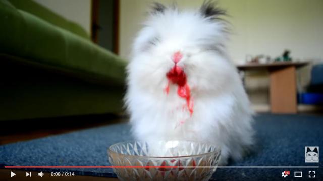 イチゴ美味しいですモフモフ…ウサギが顔を上げると口周りがめっちゃホラーに!! キレイにしようとするけど手足が短すぎて届かない