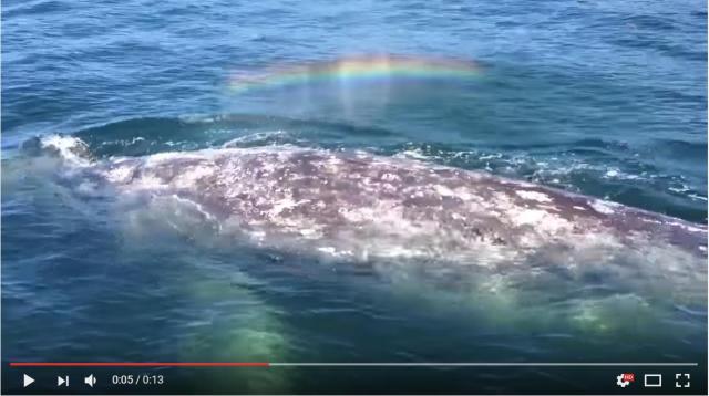 【一瞬の奇跡】クジラの潮にかかった虹が魔法のような美しさ！ まさかのサプライズに観光客も大興奮