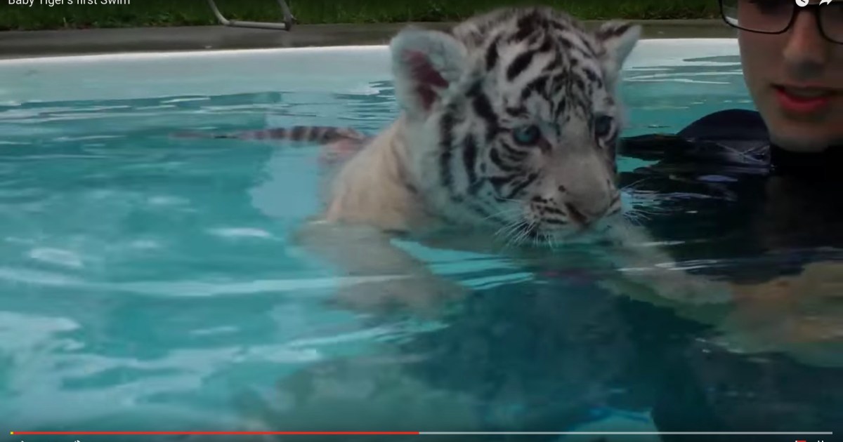 赤ちゃんホワイトタイガー はじめての泳ぎの練習に挑戦するの巻 なんじゃこりゃ な表情にもご注目ください Pouch ポーチ