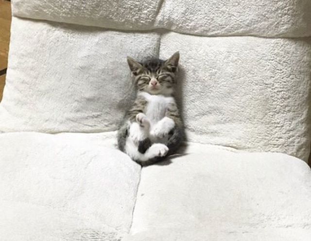 テレビ見てたら眠くなってきたニャ…スヤァ / 座椅子で寝落ちする猫が微笑みしか生まないと話題になってるよ！