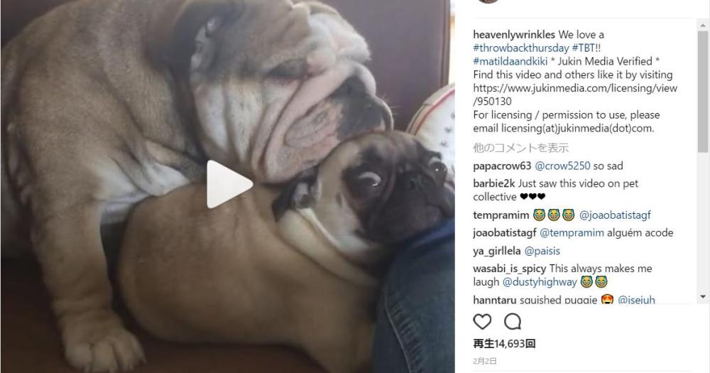 たしゅけて ちっちゃなパグたん でっかいブルドッグに枕にされちゃうの巻 Pouch ポーチ