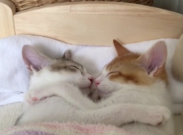 小さなIKEAベッドで眠るきょうだい子猫が可愛すぎてたまらん♪ 自ら進んでベッドに入りスヤピピピ…