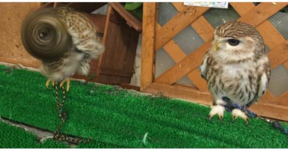 ギュイイイイインン 柴ドリル ならぬ フクロウドリル フクロウカフェで撮影された 奇跡の1枚 をご覧ください Pouch ポーチ