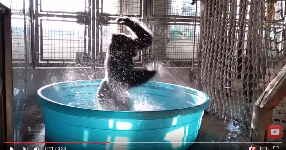 ダンスが得意なフレンズ ゴリラをプールに入れると めっちゃアグレッシブな踊りを披露してくれました Pouch ポーチ