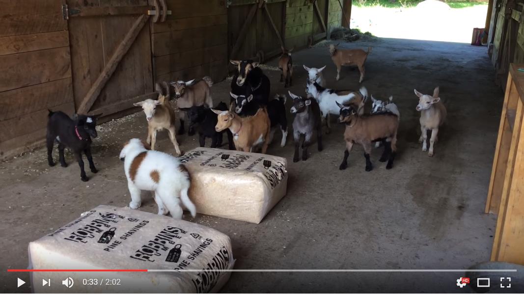 大勢の子ヤギたちが暮らす農場に子犬がやってきた 最初に親友になったのは真っ黒な子ヤギさんでした Pouch ポーチ