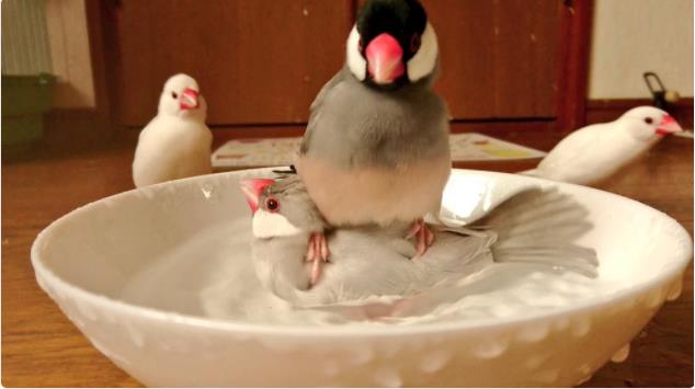 違う そこじゃない 水浴び好きの文鳥さんが着地場所を間違えてしまったようです Pouch ポーチ