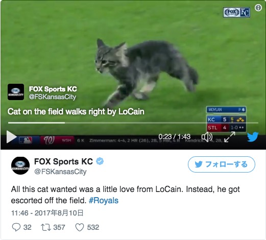 メジャーリーグの試合中にモフモフの猫が！ しかし捕まえた瞬間にブチ切れ → スタッフに思いきり噛みついちゃってます