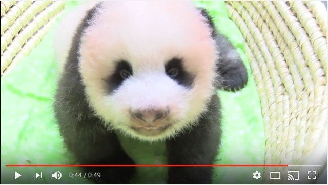 上野動物園の赤ちゃんパンダの「身体検査動画」がめちゃんこかわええええ！ 触診されてる時の笑顔ひとつで世界が平和になる予感