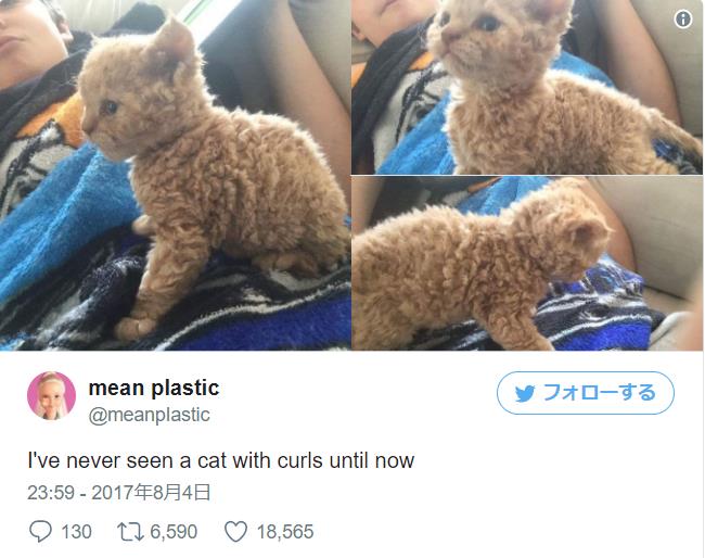 セルカーレックス子猫♡キラちゃん♡癖っ毛♡アートドール♡ぬいぐるみ♡ くるくる癖っ毛♡セルカークレックス子猫♡マミーちゃん♡アートドール
