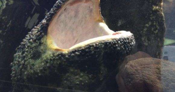 2週間に1度くらいしか見られない オオサンショウウオのあくび が完全にゴジラ 大きな魚も丸呑みにしちゃうんだって Pouch ポーチ