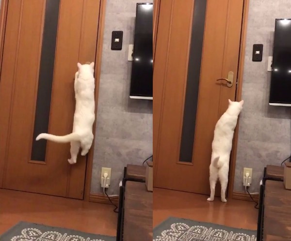 白猫さんがドア開けの妙技を覚えた 飼い主がドアノブを縦に取り付けて対抗したところ きゃわゆくご乱心する事態に Pouch ポーチ