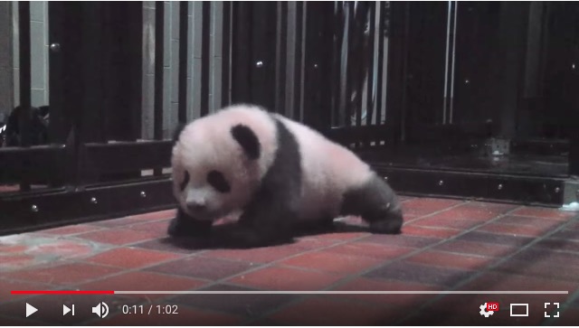 上野動物園 赤ちゃんパンダのシャンシャンがヨチヨチ歩いておる ささくれだった心が瞬時に癒されます Pouch ポーチ