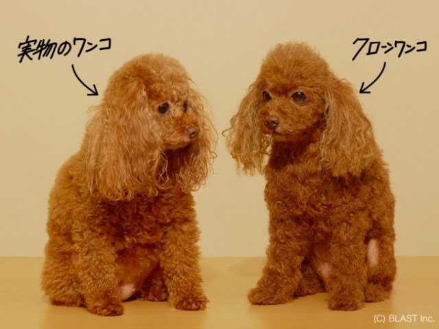 愛犬を超絶リアルに再現してくれる「クローンワンコ」がマジでクローン！ ただしお値段は300万円から…