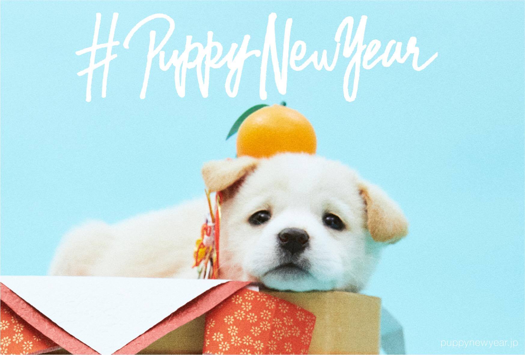 年賀状で里親探しのお手伝い 保護犬がモデルのフリーデザイン年賀状サイトで人間もワンちゃんもハッピーに Pouch ポーチ