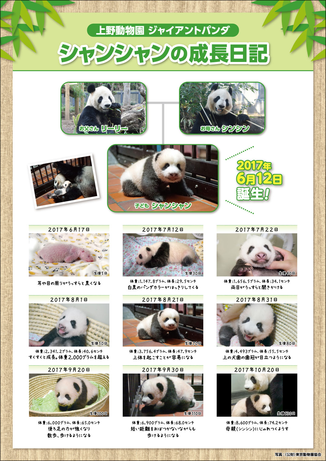 上野動物園 パンダ シャンシャン ステッカー 1枚 - 芸術写真