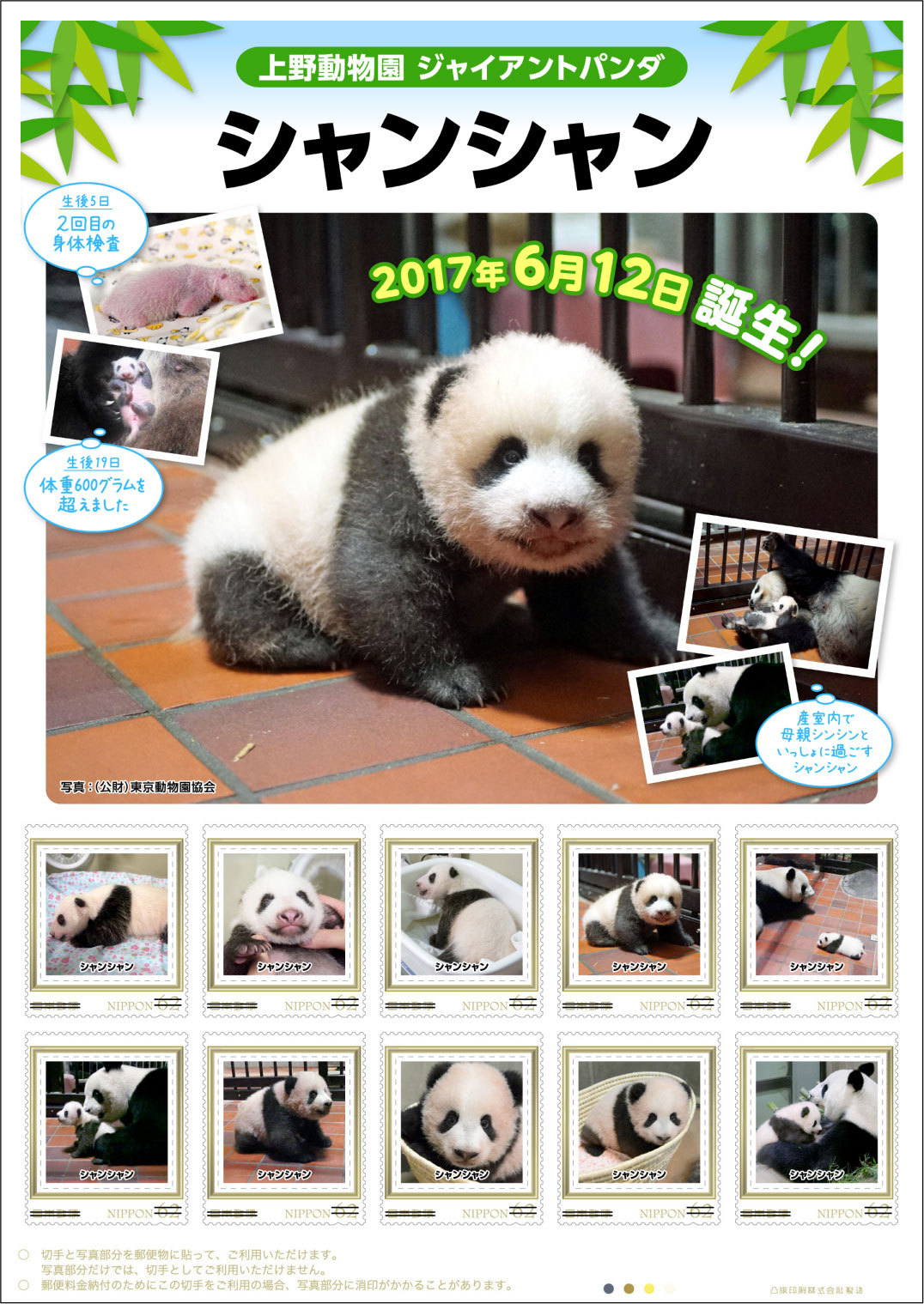 きゃわあああ 上野動物園の子パンダ シャンシャン の切手セットが発売されるよ 成長日記とクリアファイルも付いてきます Pouch ポーチ