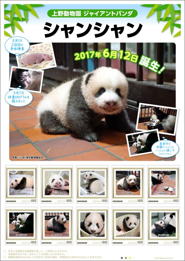 【きゃわあああ♡】上野動物園の子パンダ「シャンシャン」の切手セットが発売されるよ〜！ 成長日記とクリアファイルも付いてきます