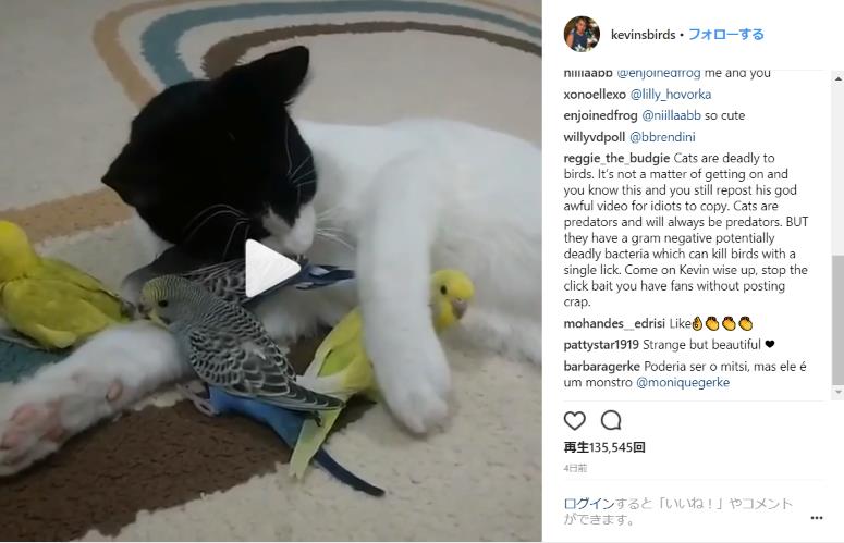 猫と鳥が一緒に睡眠しようと思ったら 猫の腕枕を拒否するインコとショックを受ける猫の様子をごらんください Pouch ポーチ