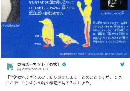 雪道はペンギンのように歩きましょう 本物のペンギンは つま先立ちのままスクワット して歩いていることが判明 Pouch ポーチ