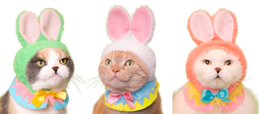 ねこのかぶりもの】ニャンコがカラフルなうさぎと卵に変身