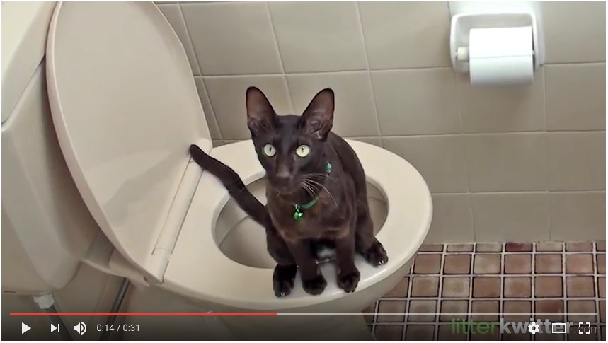 猫飼いさんに朗報 ニャンコが人間用のトイレを使えるようになる 猫用トイレ訓練具 Litter Kwitter が革命的 Pouch ポーチ