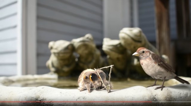 「かわいすぎるクモ」の動画は一度見たら中毒になるっ！ 手作りハープでお歌を披露しているとスズメがやってきて…！