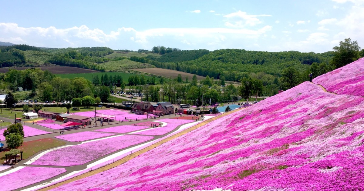 これぞ絶景 一面ピンクに広がる芝桜に感激 北海道 網走の ひがしもこと芝桜公園 を全力でご紹介します Pouch ポーチ