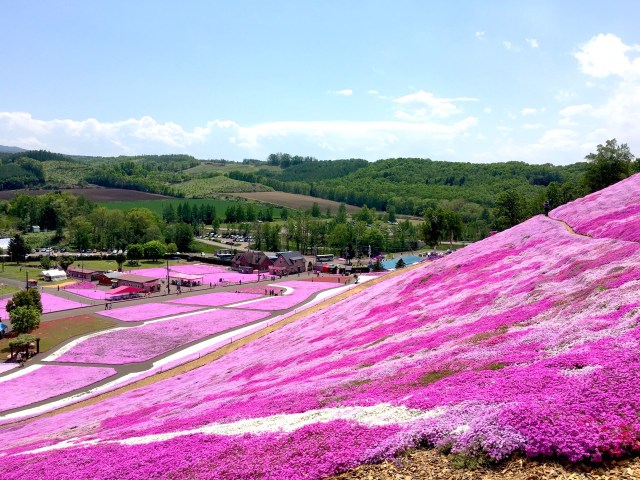 【これぞ絶景】一面ピンクに広がる芝桜に感激！ 北海道・網走の「ひがしもこと芝桜公園」を全力でご紹介します！