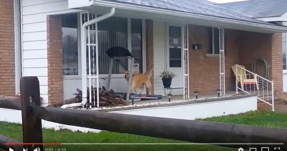 雨なので散歩はけっこうですワン 軒下のランニングマシーンで雨に濡れずに体を動かすワンコをご覧あれ Pouch ポーチ