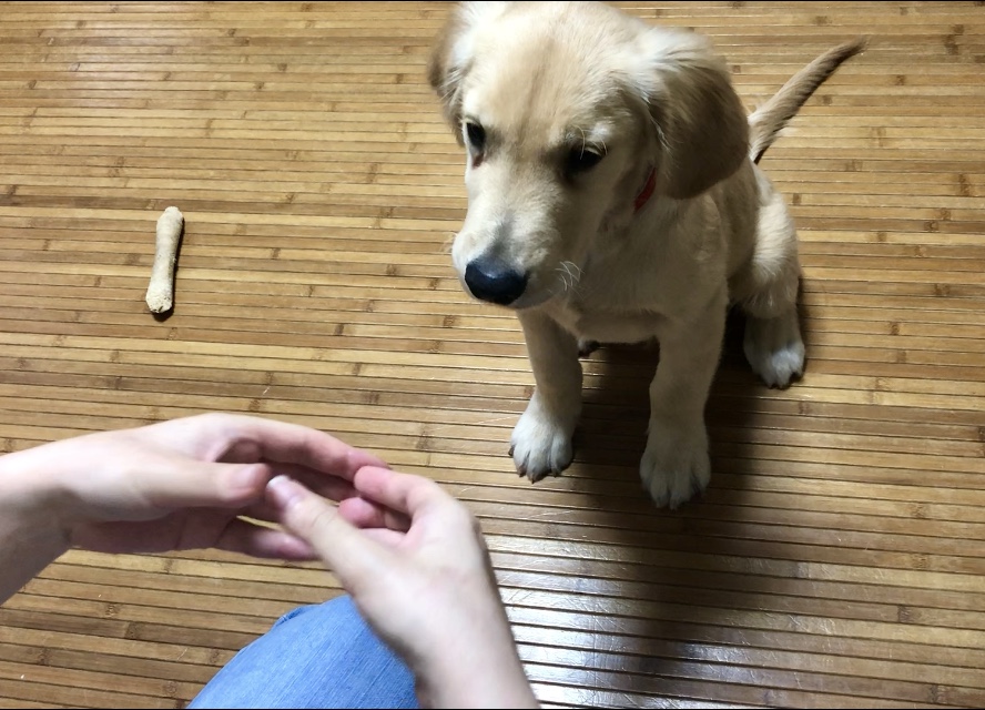 犬の前で手の輪っかを作ると鼻をハメてくる 海外で流行中の スヌートチャレンジ は 飼い主も一緒に楽しめる大満足の遊びです Pouch ポーチ