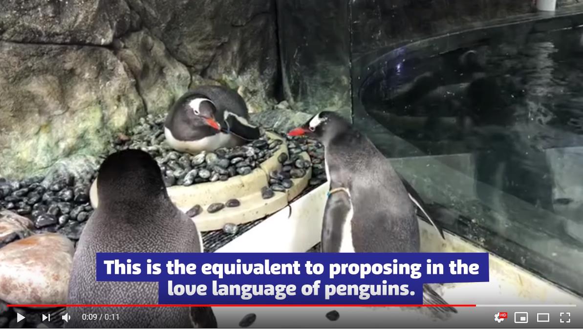水族館公認】ペンギンの同性カップルによる巣作り行動が微笑ましい