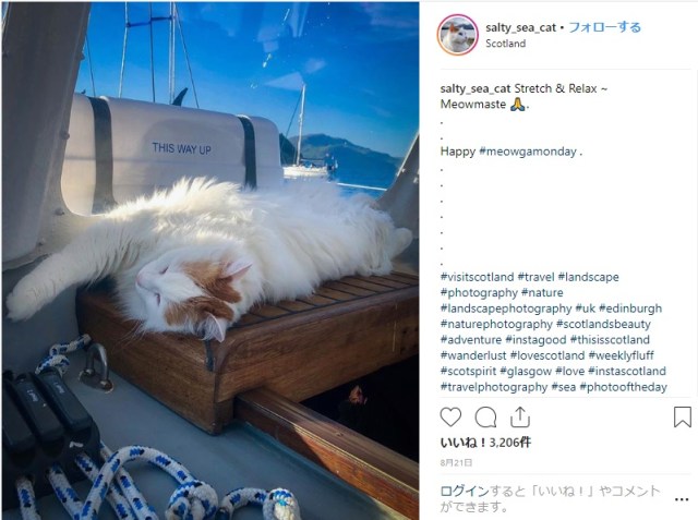 【水こわくない】海大好き、船の上でもごろんとくつろぐ猫さんを発見！ でも掃除機には猫パンチを繰り出すよ！