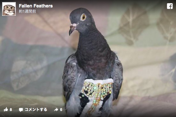 【迷子】たぶん世界一おしゃれな鳩が発見される！ ラインストーンが装飾されたキラキラのベストを着ています