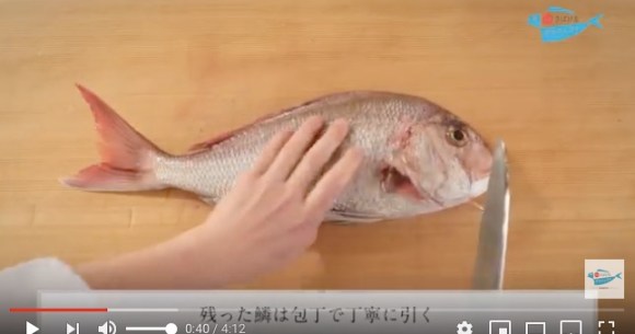 魚をさばけるようになりたい に応えまくりの さばけるチャンネル がめっちゃ使える 魚はもちろん貝や甲殻類もok Pouch ポーチ