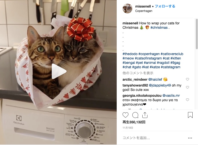 サンタさん！ 今年のプレゼントは “ラッピングされても動じない猫