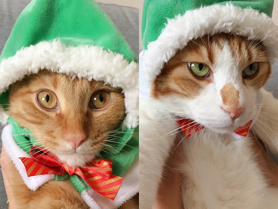 検証】ひとつ500円トイカプセル「かわいい かわいい ねこクリスマス