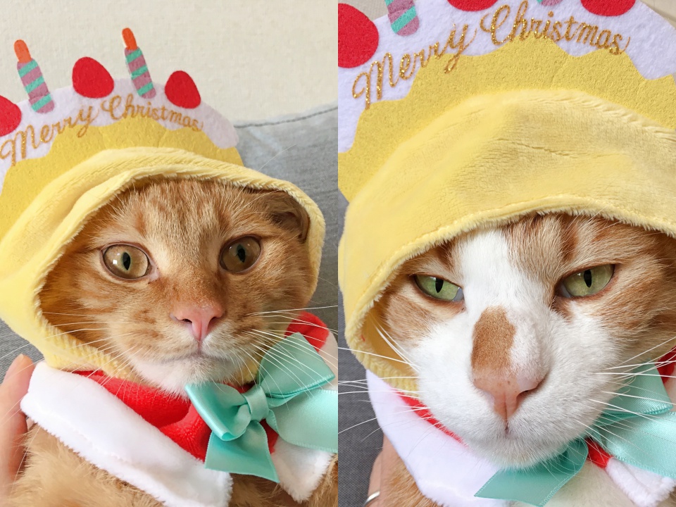 検証】ひとつ500円トイカプセル「かわいい かわいい ねこクリスマス