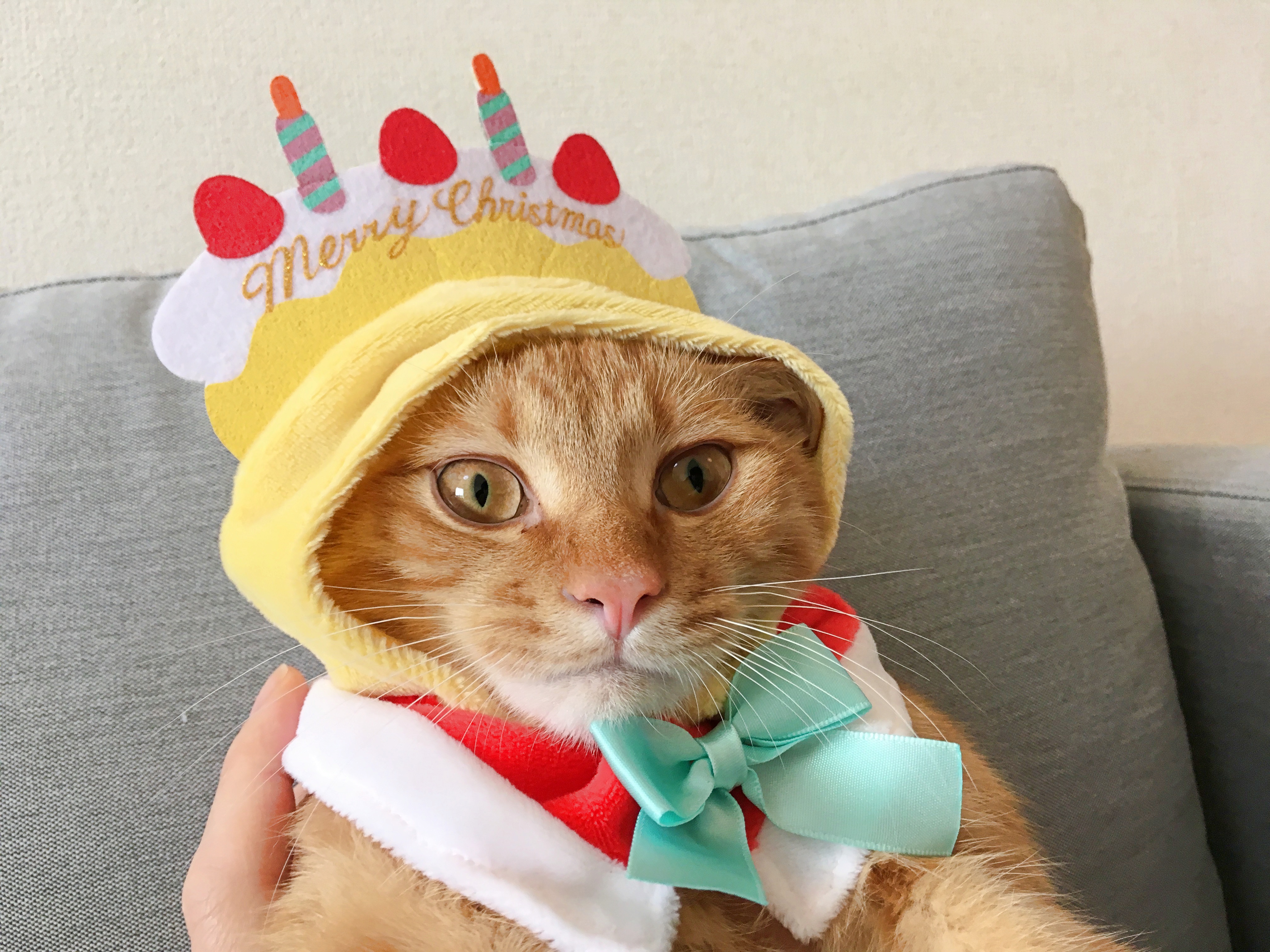 検証】ひとつ500円トイカプセル「かわいい かわいい ねこクリスマス