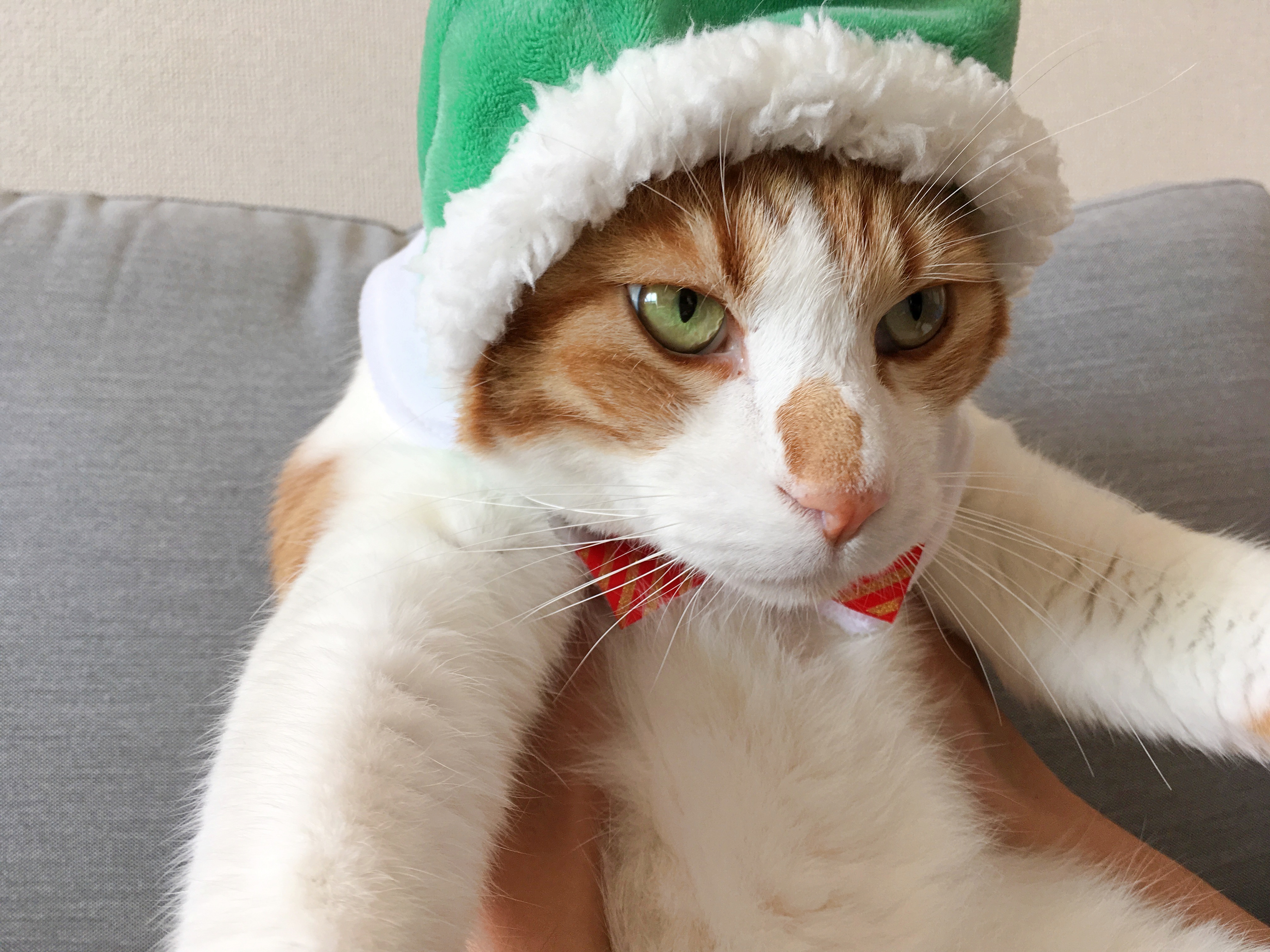 検証】ひとつ500円トイカプセル「かわいい かわいい ねこクリスマス