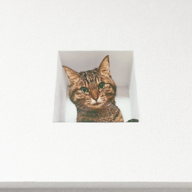 ジーーッ】猫のいる生活を疑似体験できるウォールステッカーが登場 
