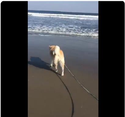 初めての海にビックリ仰天する秋田犬がかわいすぎ 押し寄せる波に驚いて盛大にずっこけてます Pouch ポーチ