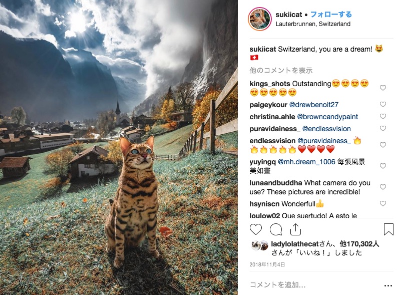 カナダの旅猫sukiちゃんのインスタがアメージング 飼い主さんと一緒に世界中の絶景を巡っています Pouch ポーチ