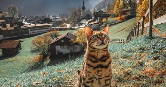 カナダの旅猫sukiちゃんのインスタがアメージング 飼い主さんと一緒に世界中の絶景を巡っています Pouch ポーチ