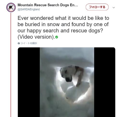 もしも雪に埋もれてしまったら…救助犬がこんなふうに助けに来てくれる！ 懸命な様子に胸を打たれます