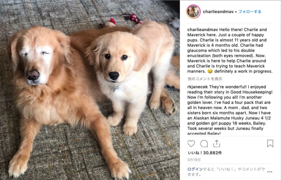 盲目のおじいちゃんワンコをサポートするのはやんちゃな仔犬 お互いに支え合う2匹の姿に胸がジーンとします Pouch ポーチ