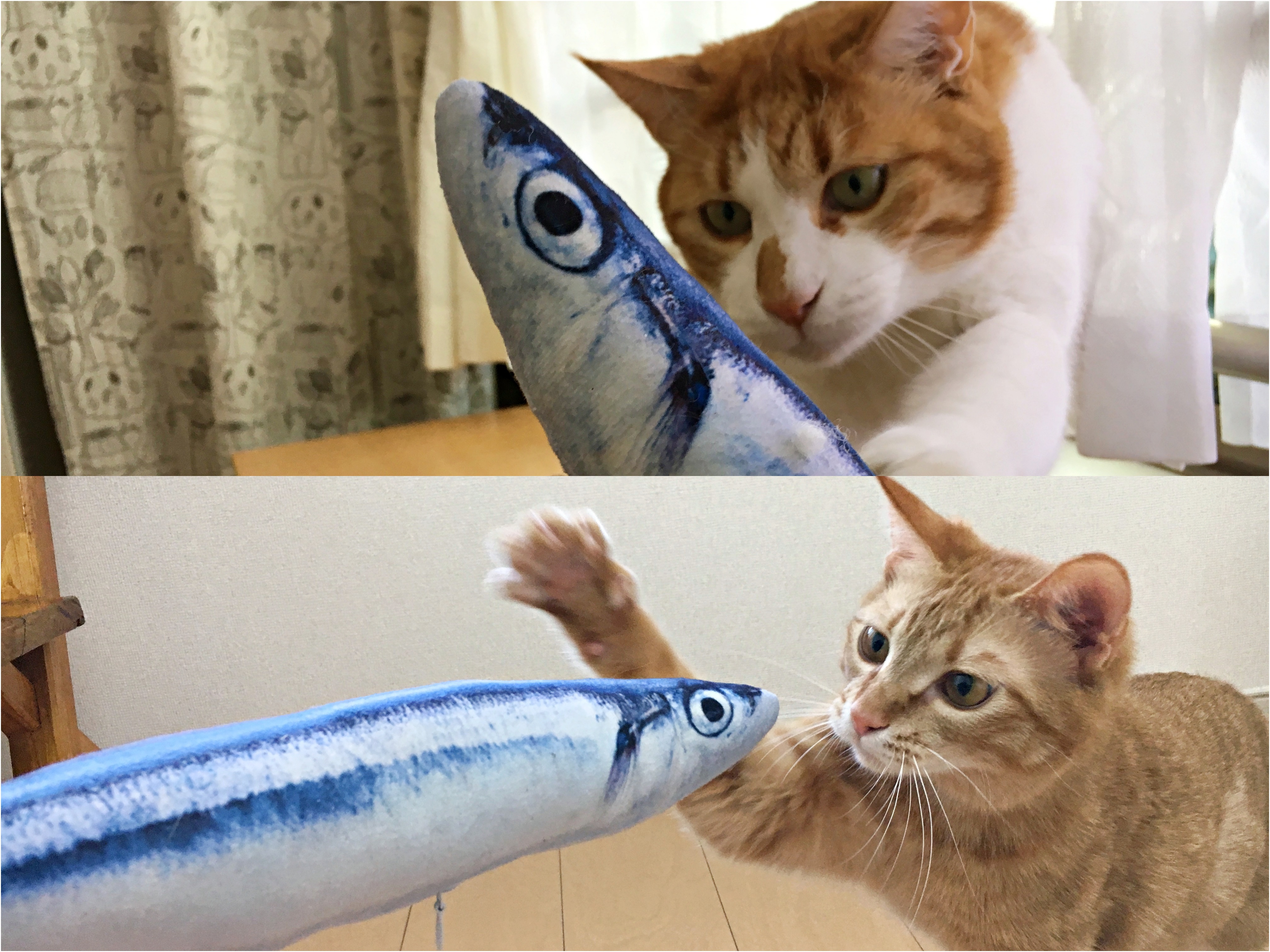 検証 猫は リアルな魚のぬいぐるみ で遊ぶのかプレゼントした結果 海老のように興奮するではないか Pouch ポーチ