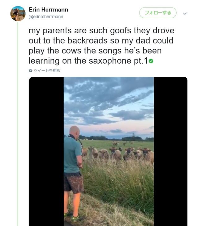 誰もいない牧場でサックスを演奏したら…大量の牛が集まってキターッ！ ギュウギュウになりながら静かに耳を傾けています