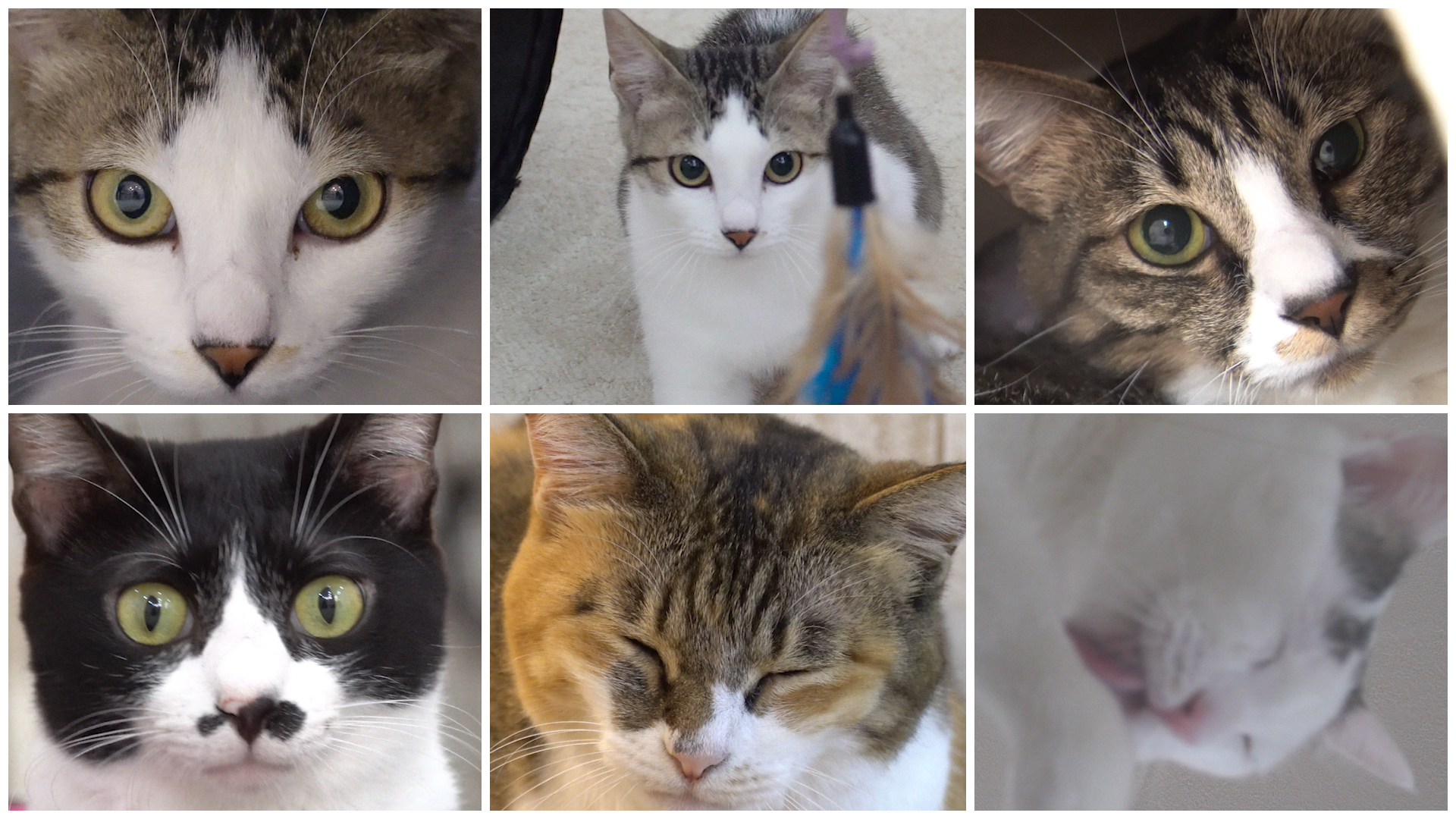 猫カフェにいる気分を味わえるYouTubeチャンネル「にゃんくるTV」が