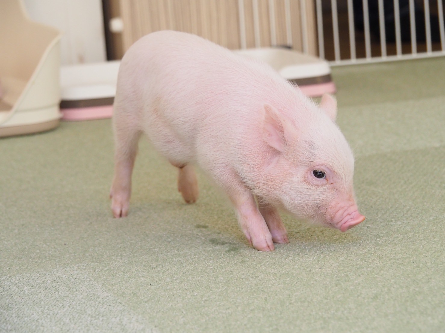 ブタってこんなにかわいかったっけ!? 真っ赤なリンゴにがっつくマイクロブタちゃんの映像 | Pouch[ポーチ]